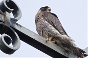 Slechtvalk-20250603g14401A1A9417atcrfb-Alphen.jpg