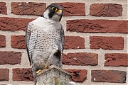 Slechtvalk-20250603g14401A1A9512atcrfb-Alphen.jpg