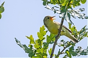 Spotvogel-20250611g14401A1A0616nvcrfb-Oude-Buisse-Heide.jpg