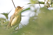 Spotvogel-20260601g14401A1A3966avcrfb-Bleeke-Heide.jpg