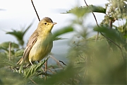 Spotvogel-20260601g14401A1A3977avcrfb-Bleeke-Heide.jpg