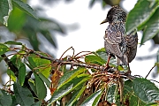 Spreeuw-20250607g14401A1A0059atcrfb-Tuin.jpg
