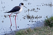Steltkluut-20250414g14401A1A6152bcrfb-Yerseke.jpg