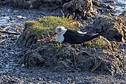Steltkluut-20250519g14401A1A8366avcrfb-Yerseke.jpg