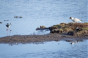 Steltkluut-20250519g14401A1A8410avcrfb-Yerseke.jpg