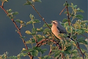 Tapuit-20250501g14401A1A7500atcrfb-Broskens.jpg