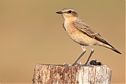 Tapuit-20260813g14401A1A6401avcrfb-Maatjes.jpg