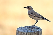 Tapuit-20260813g14401A1A6415avcrfb-Maatjes.jpg