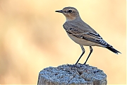 Tapuit-20260813g14401A1A6428avcrfb-Maatjes.jpg