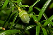 Taxus-20120901g800IMG_9860a.jpg