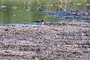 Temmincks-strandloper-20260507g14401A1A2806aghcrfb-Maatjes-Klot.jpg