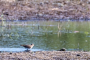 Temmincks-strandloper-20260507g14401A1A2826aghcrfb-Maatjes-Klot.jpg