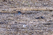 Temmincks-strandloper-20260507g14401A1A2873aghcrfb-Maatjes-Klot.jpg