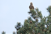Torenvalk-20250422g14401A1A7059atcrfb-Oude-Buisse-Heide.jpg