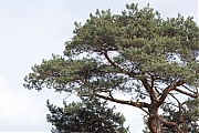 Torenvalk-20250422g14401A1A7086m1tcrfb-Oude-Buisse-Heide.jpg