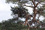 Torenvalk-20250422g14401A1A7086o1tcrfb-Oude-Buisse-Heide.jpg