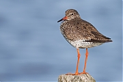 Tureluur-20250526g14401A1A9011atcrfb-Schakerloopolder.jpg