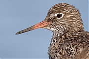 Tureluur-20250526g14401A1A9047atcrfb-Schakerloopolder.jpg
