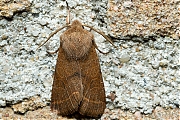 Tweestreepvoorjaarsuil-Orthosia-cerasi-20140311g800IMG_1615.jpg