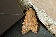 Tweestreepvoorjaarsuil-Orthosia-cerasi-20150312g1280IMG_8623a.jpg