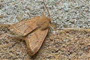 Tweestreepvoorjaarsuil-Orthosia-cerasi-20150312g1280IMG_8624a.jpg