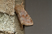 Variabele-voorjaarsuil-Orthosia-incerta-20150312g1280IMG_8614a.jpg