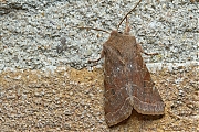 Variabele-voorjaarsuil-Orthosia-incerta-20150312g1280IMG_8617a.jpg