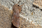 Variabele-voorjaarsuil-Orthosia-incerta-20150312g1280IMG_8620a.jpg