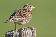 Veldleeuwerik-20250519g14401A1A8555avcrfb-Hogerwaardpolder.jpg