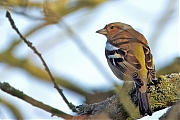 Vink-20250307g14401A1A3026atcrfb-Oude-Buisse-Heide.jpg