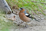 Vink-20250613g14401A1A0845avcrfb-Pannenhoef.jpg