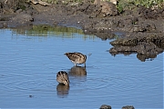 Watersnip-20240812g14401A1A5384botcrfb-Scherpenisse.jpg