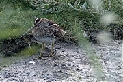 Watersnip-20240819g14401A1A5421dtcrfb-Yerseke-Breedsedijk.jpg