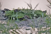 Watersnip-20240819g14401A1A5421otcrfb-Yerseke-Breedsedijk.jpg