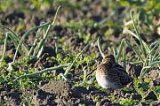 Watersnip-20241004g14401A1A7998dtcrfb-Noordwaardpolder.jpg