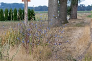 Wilde-chichory-20260806g14401A1A5983acrfb-Bleke-Heide.jpg
