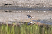 Witgat-20260803g14401A1A5774aghcrfb-Maatjes.jpg