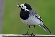 Witte-kwikstaart-20250525g14401A1A8684atcrfb-Maatjes.jpg