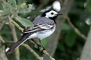 Witte-kwikstaart-20250525g14401A1A8693iltcrfb-Maatjes.jpg