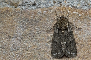 Zuringuil-Acronicta-rumicis-20140525g1280IMG_4202a.jpg