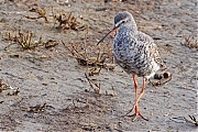 Zwarte-ruiter-20250414g14401A1A6330atcrfb-Yerseke.jpg