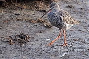 Zwarte-ruiter-20250414g14401A1A6338atcrfb-Yerseke.jpg