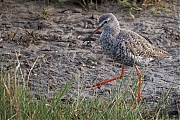Zwarte-ruiter-20250414g14401A1A6345tcrfb-Yerseke.jpg