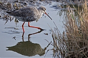 Zwarte-ruiter-20250414g14401A1A6350atcrfb-Yerseke.jpg