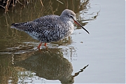 Zwarte-ruiter-20250414g14401A1A6355atcrfb-Yerseke.jpg