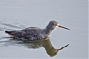 Zwarte-ruiter-20250414g14401A1A6356atcrfb-Yerseke.jpg