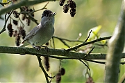 Zwartkop-20250427g14401A1A7240atcrfb-Ardo.jpg