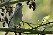 Zwartkop-20250427g14401A1A7244atcrfb-Ardo.jpg