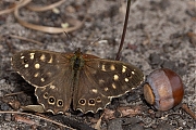 nBont-Zandoogje-20250924g14401A1A3042avcrfb-Rondgors.jpg