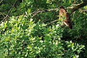 nBuizerd-20250517g14401A1A8256atcrfb-Pannenhoef.jpg